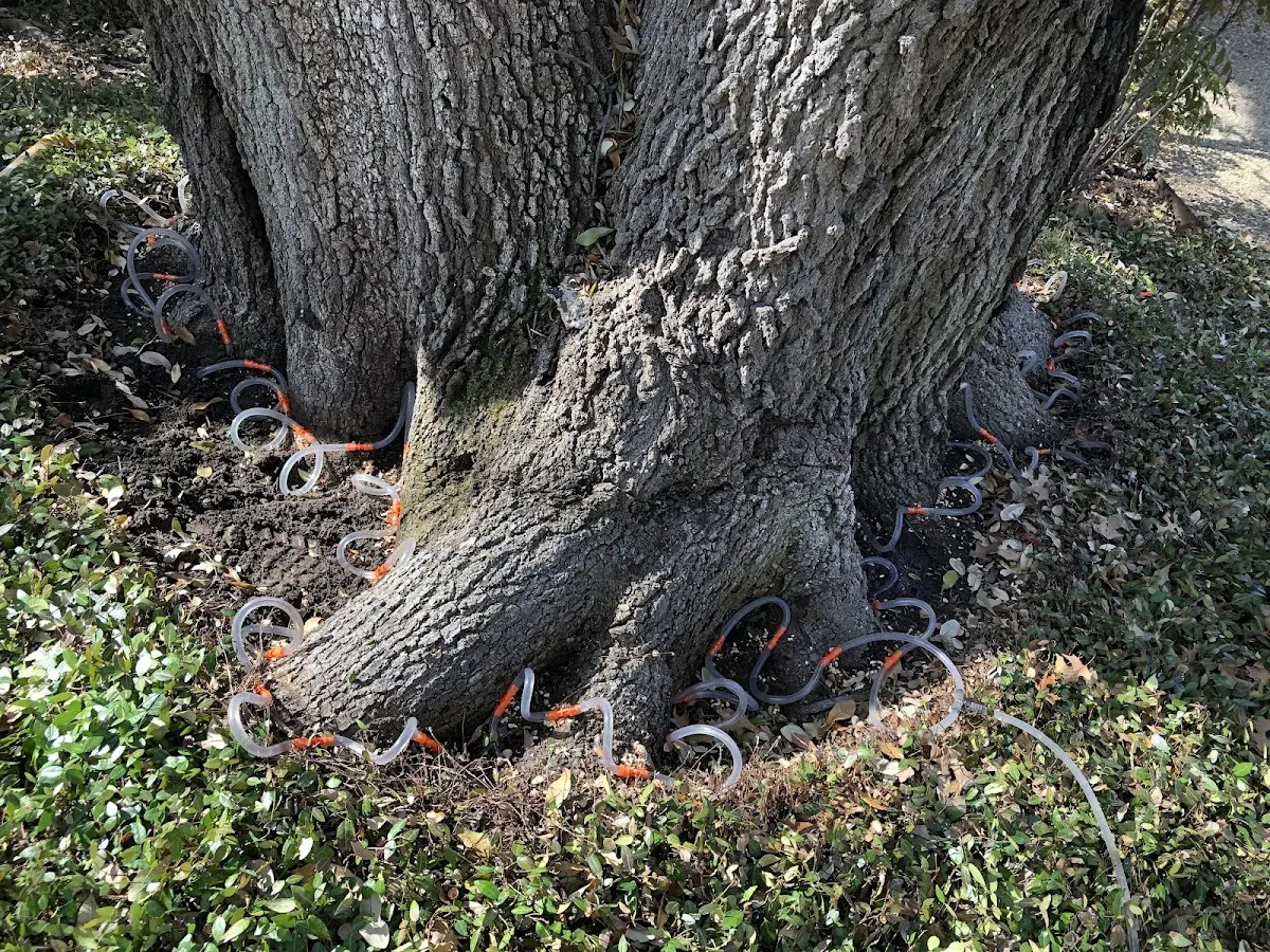 Detailed Tree Cabling and Bracing job site in Darling